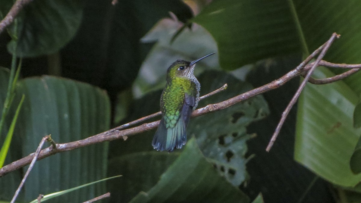 Many-spotted Hummingbird - ML618862356