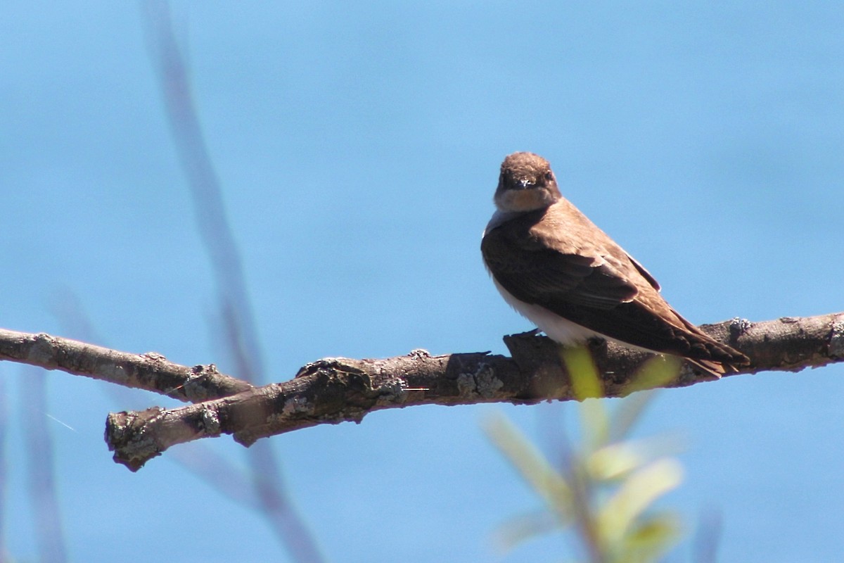 Northern Rough-winged Swallow - Raphaël Millot