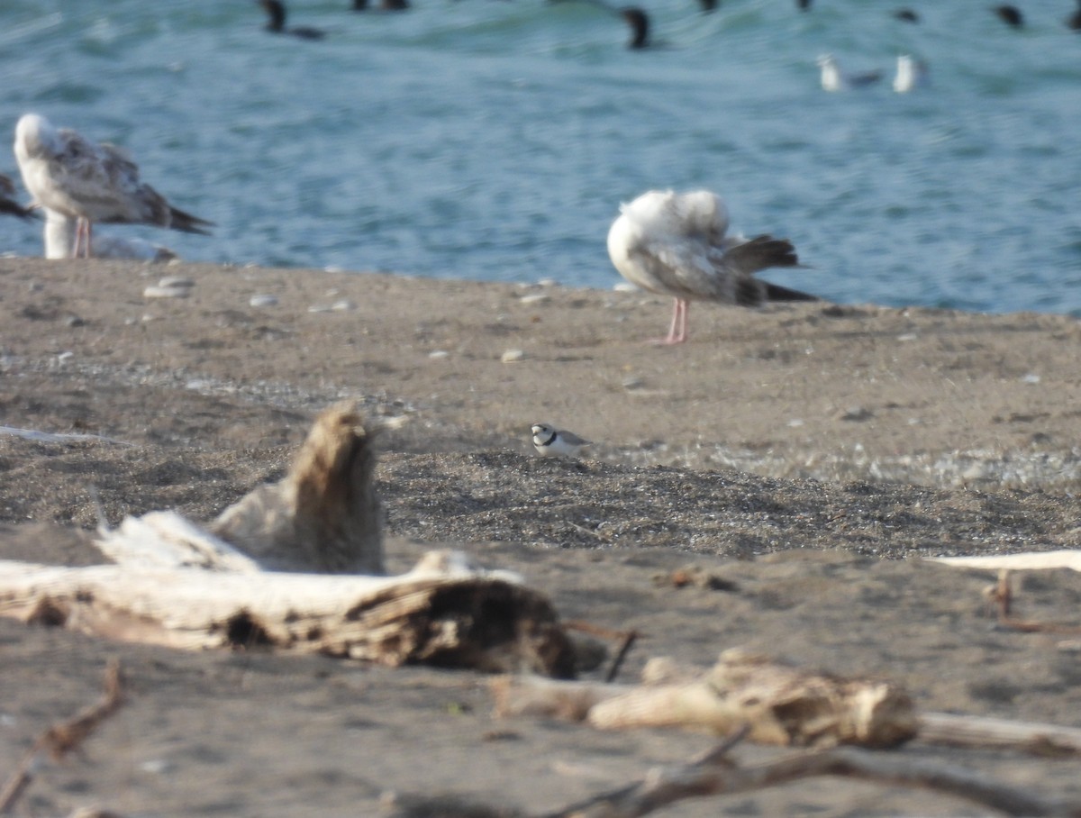 Piping Plover - ML618862382