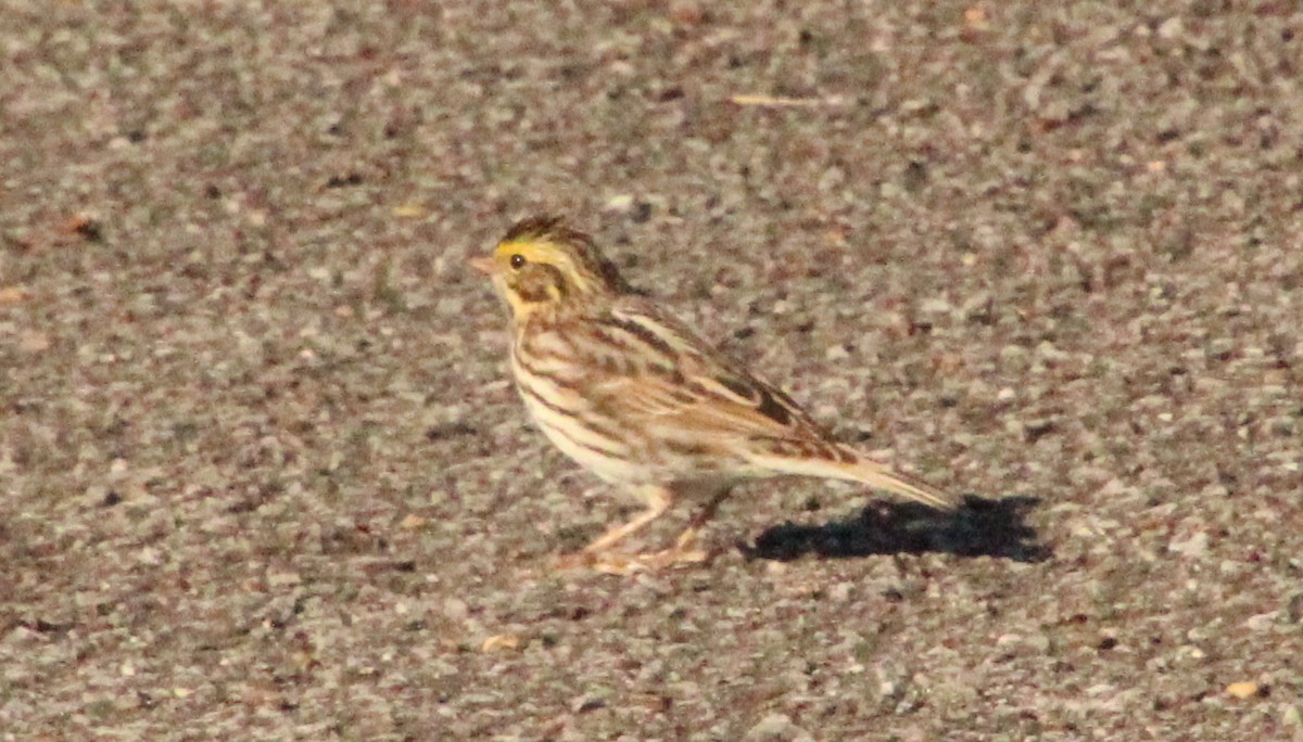 Savannah Sparrow - ML618862401