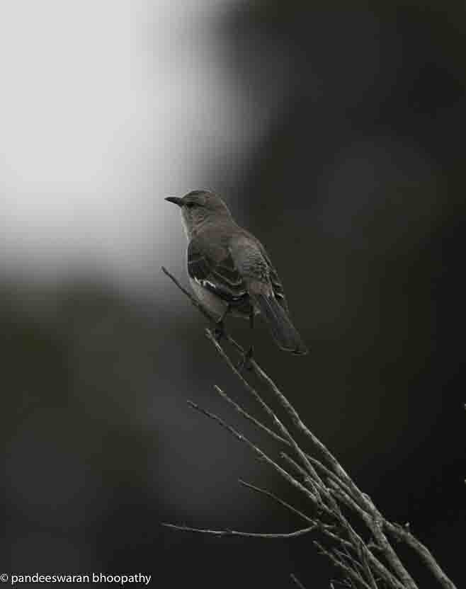 Northern Mockingbird - Pandeeswaran  Bhoopathy