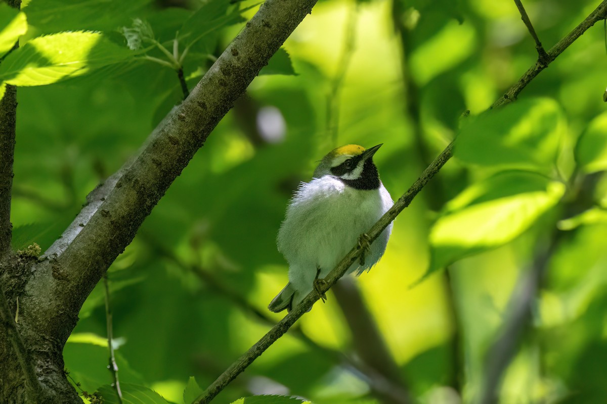 Golden-winged Warbler - Joshua Malbin