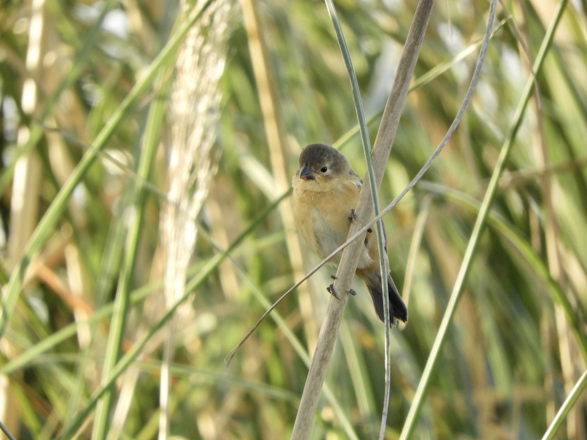 Rusty-collared Seedeater - ML618862510