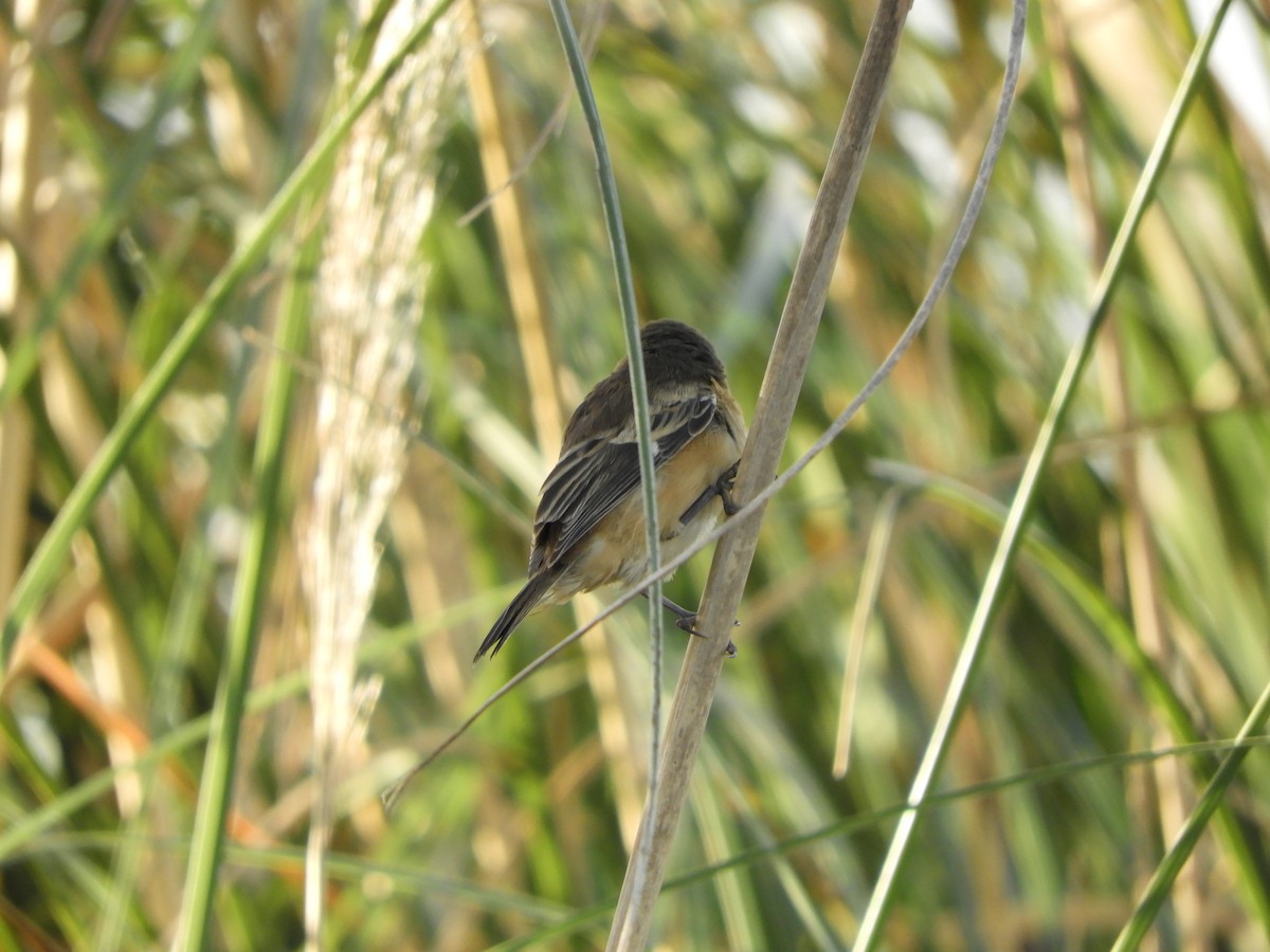 Rusty-collared Seedeater - ML618862511