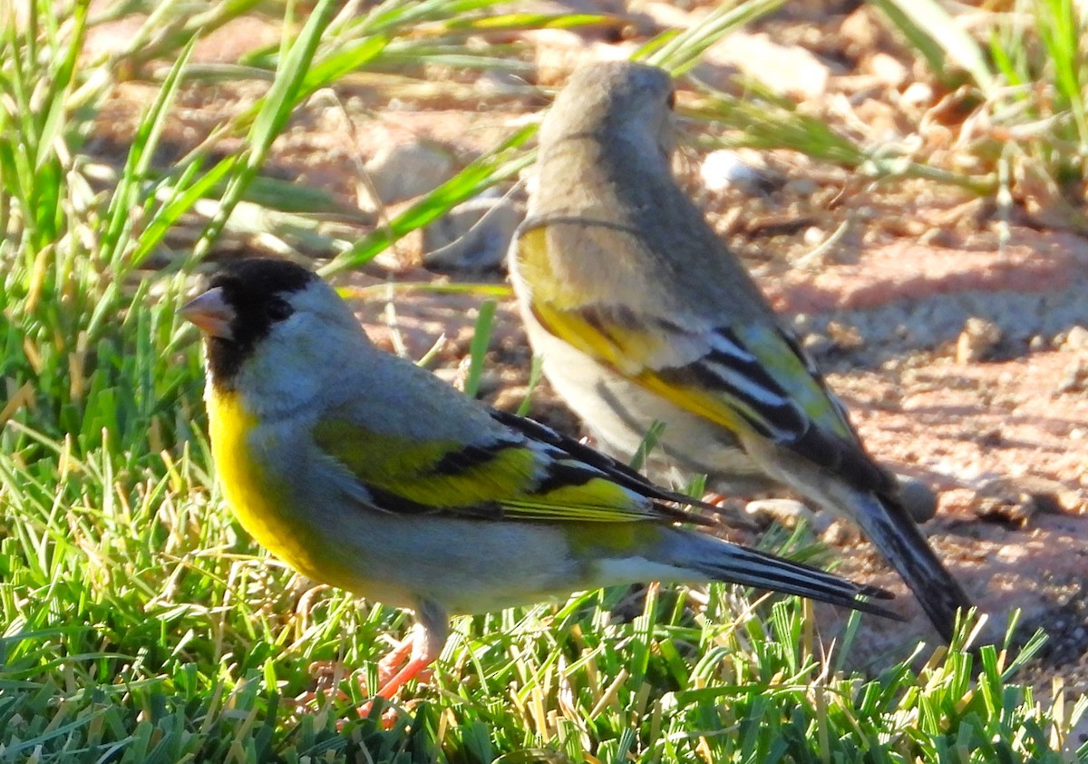 Lawrence's Goldfinch - ML618862522