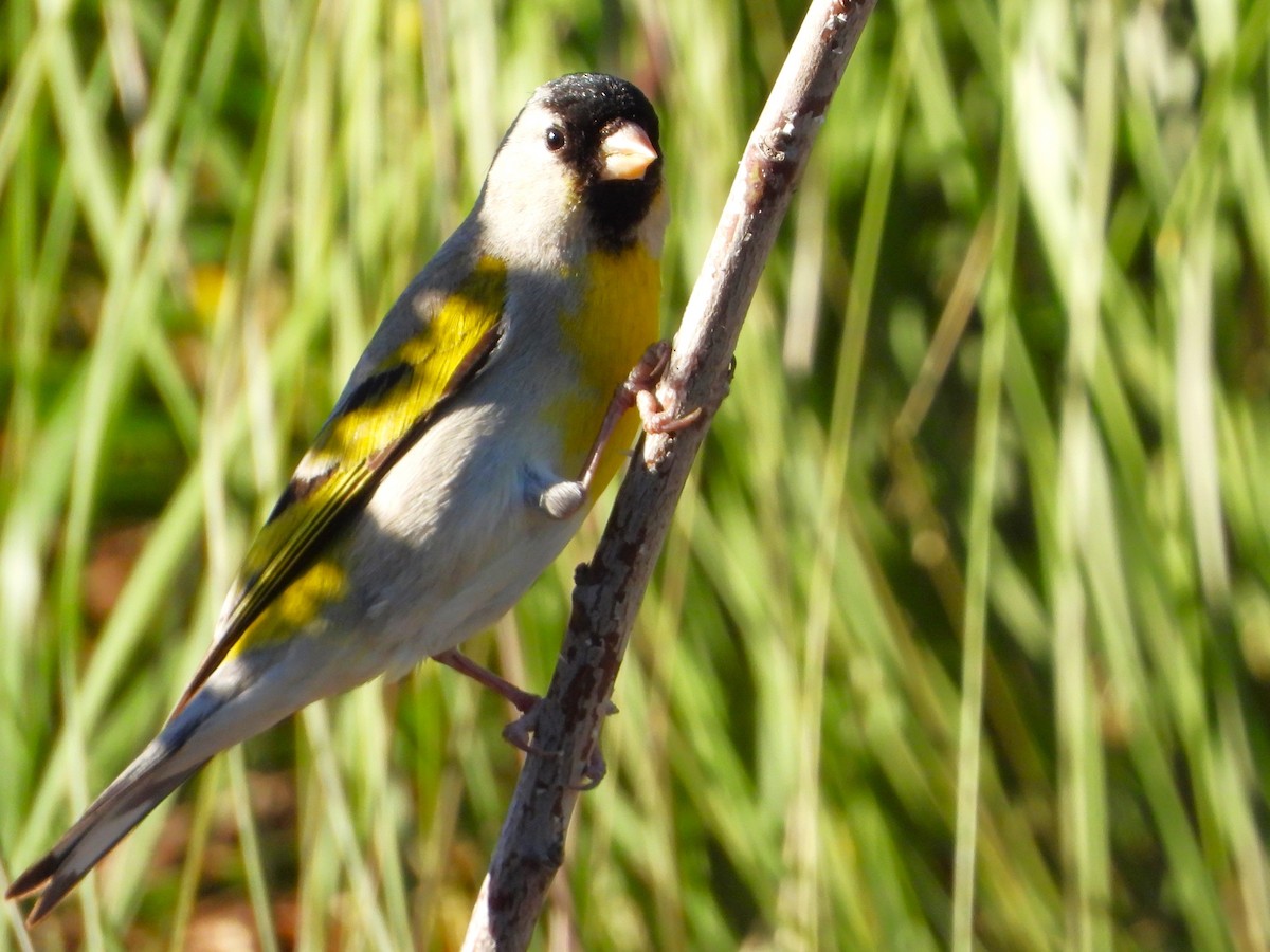 Lawrence's Goldfinch - ML618862524