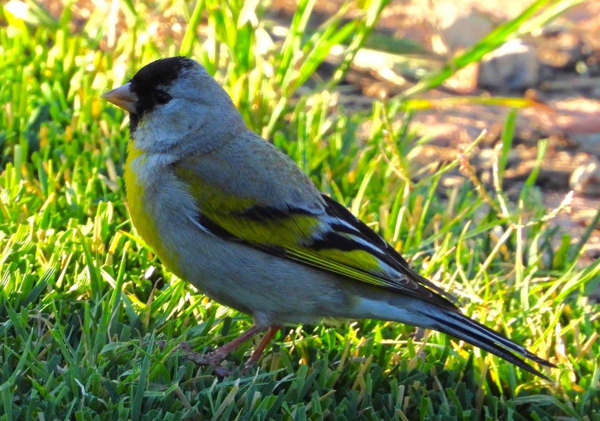 Lawrence's Goldfinch - ML618862525