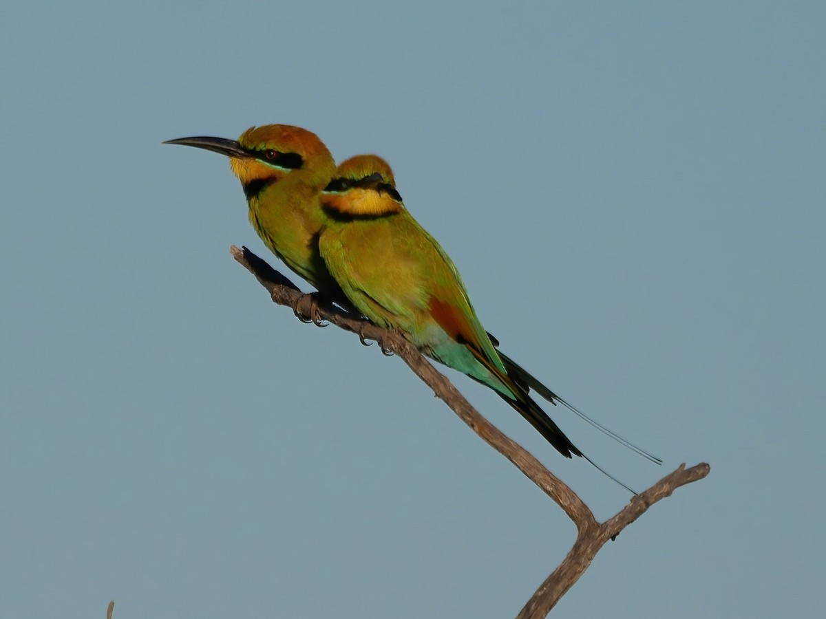 Rainbow Bee-eater - Shelley Altman
