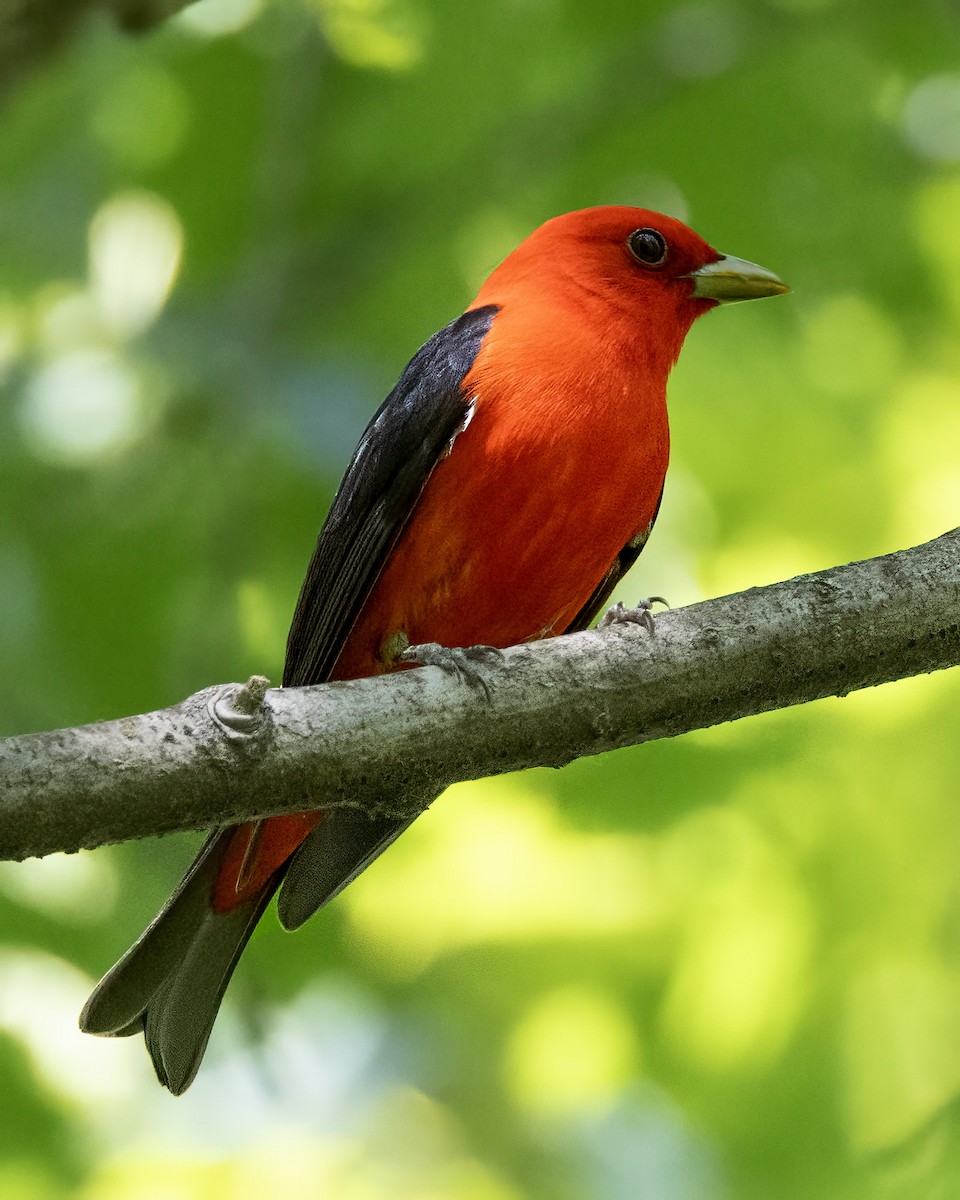 Scarlet Tanager - ML618862558