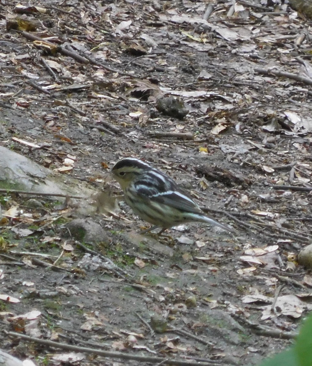 Black-and-white Warbler - ML618862594