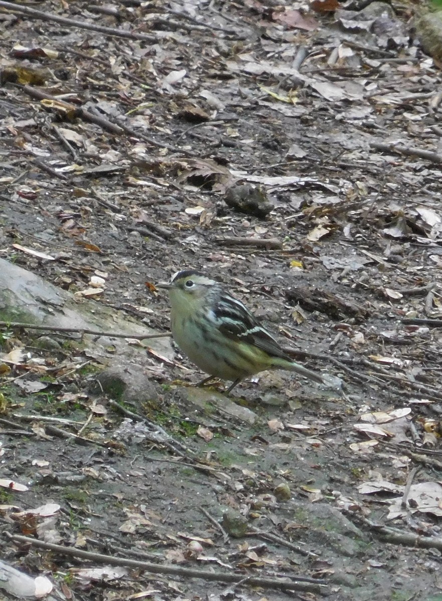 Black-and-white Warbler - ML618862595