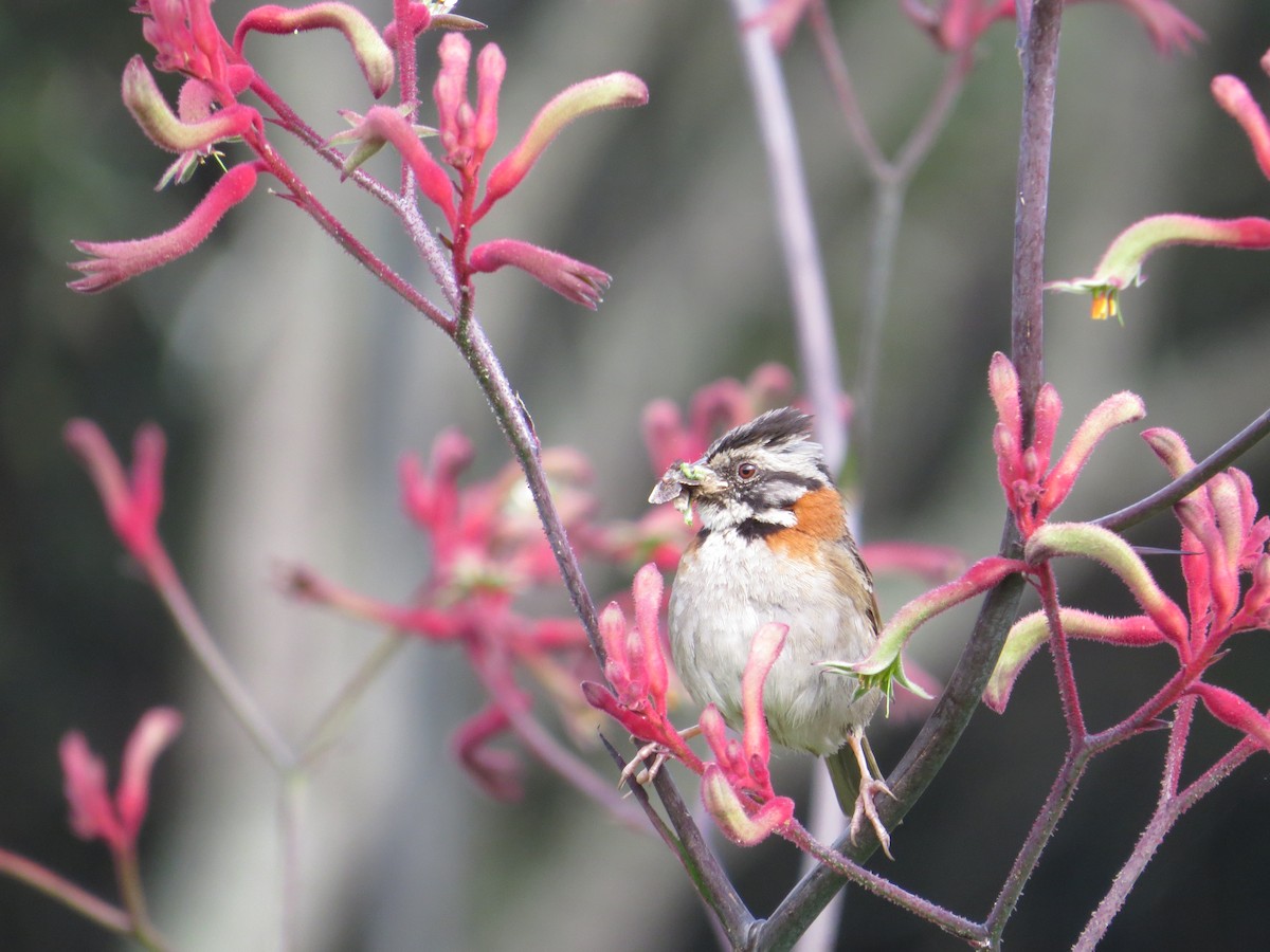 Rufous-collared Sparrow - Francy Lopez Garcia