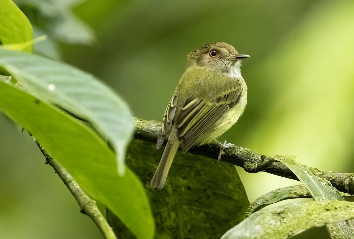 Scale-crested Pygmy-Tyrant - ML618862620
