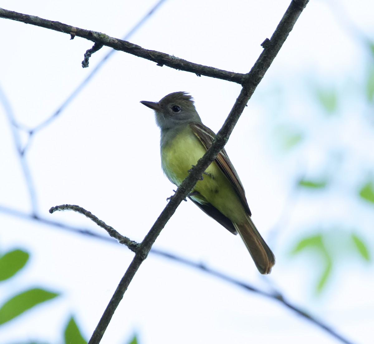 Great Crested Flycatcher - ML618862621