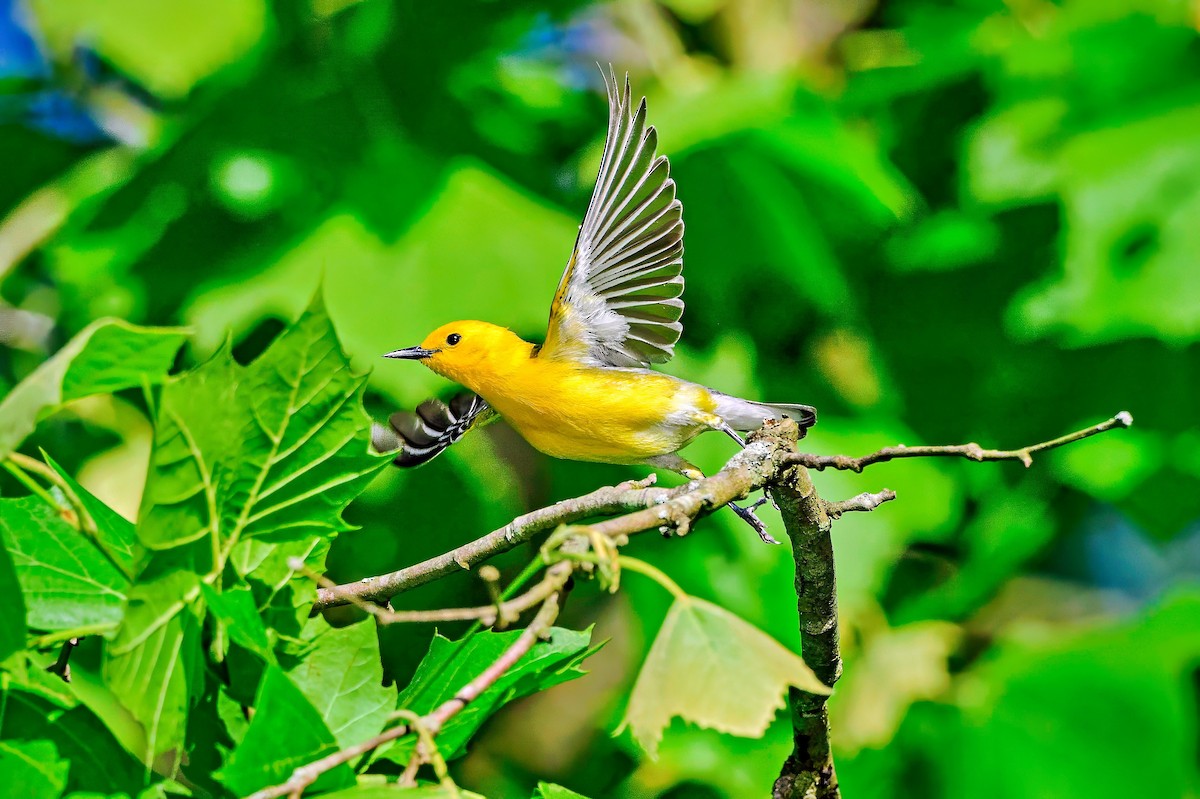 Prothonotary Warbler - ML618862631