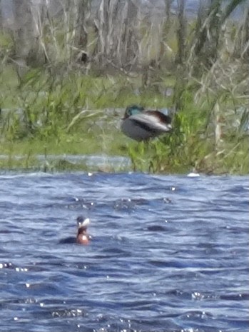 Red-necked Grebe - ML618862646