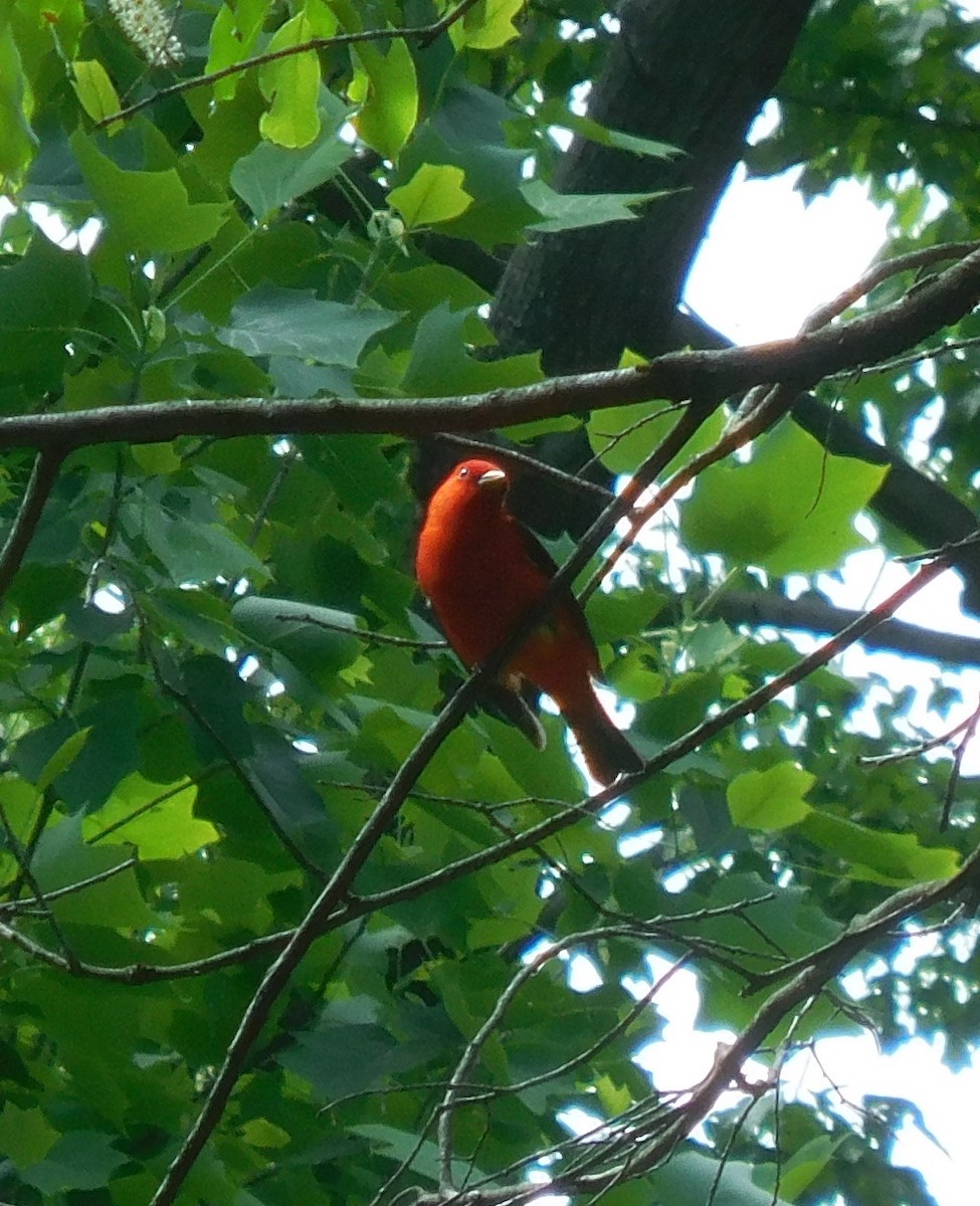 Scarlet Tanager - ML618862651