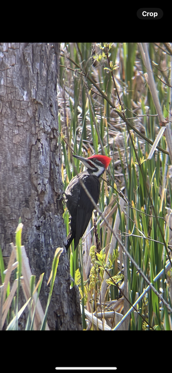 Pileated Woodpecker - Christopher Cloutier
