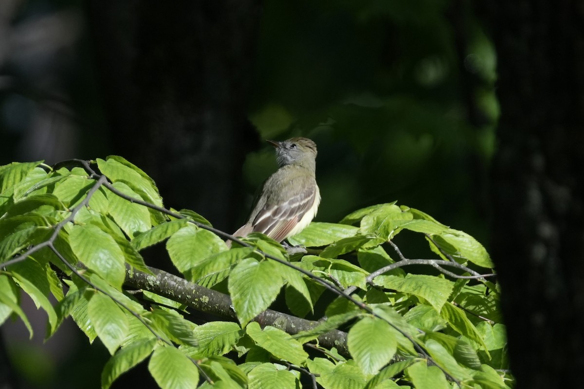 Great Crested Flycatcher - ML618862674