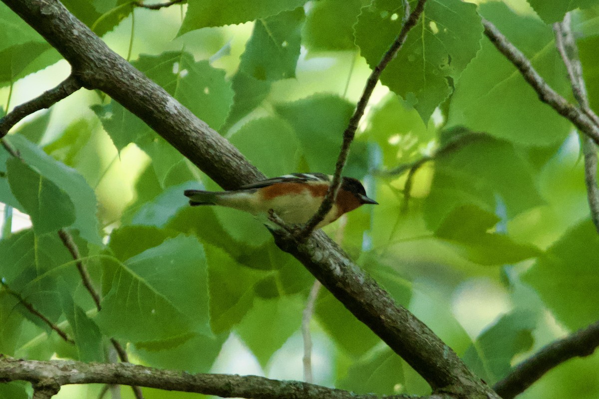 Bay-breasted Warbler - ML618862695