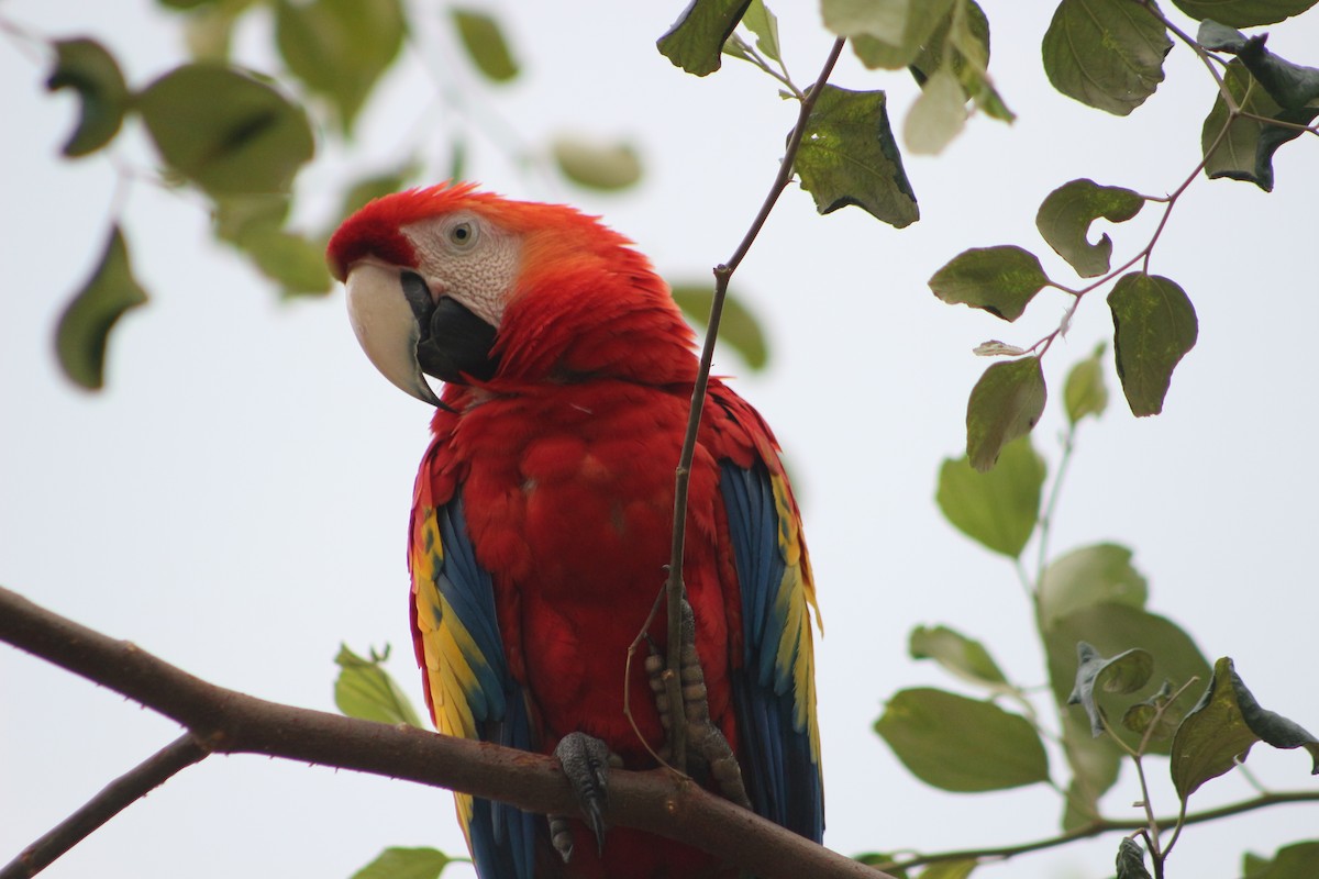 Scarlet Macaw - Jesus Adrian Guevara hernandez