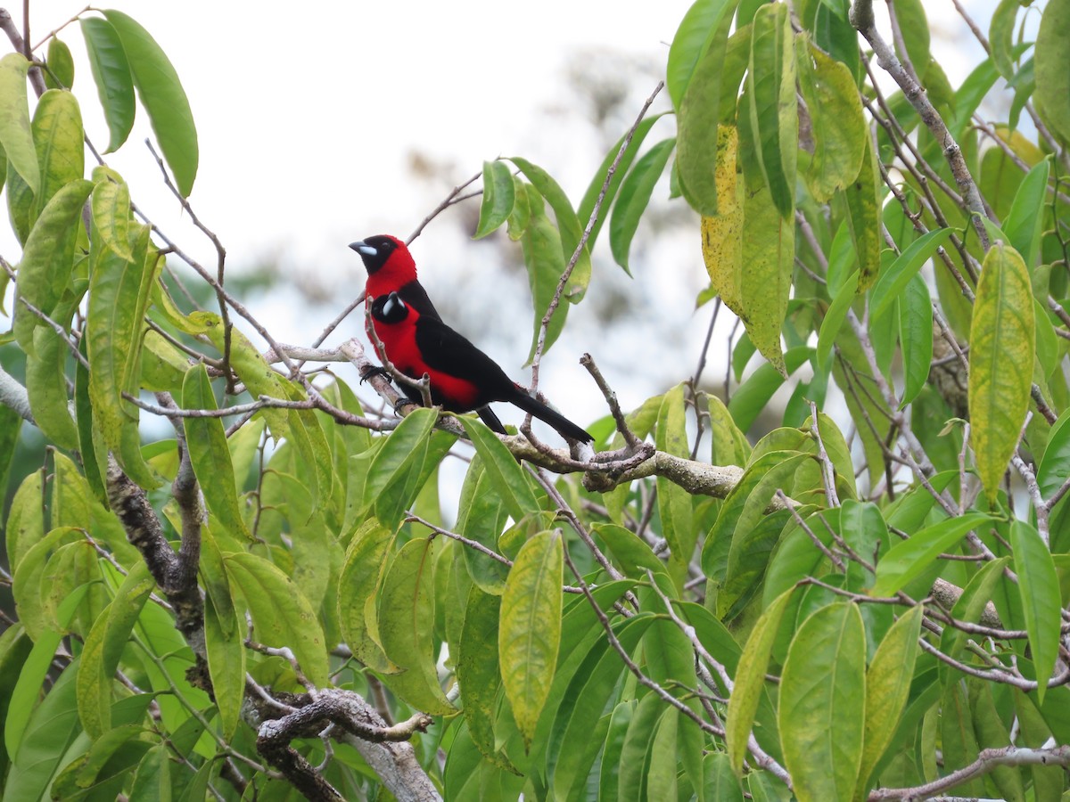 Masked Crimson Tanager - Juan walter Lomas pacaya