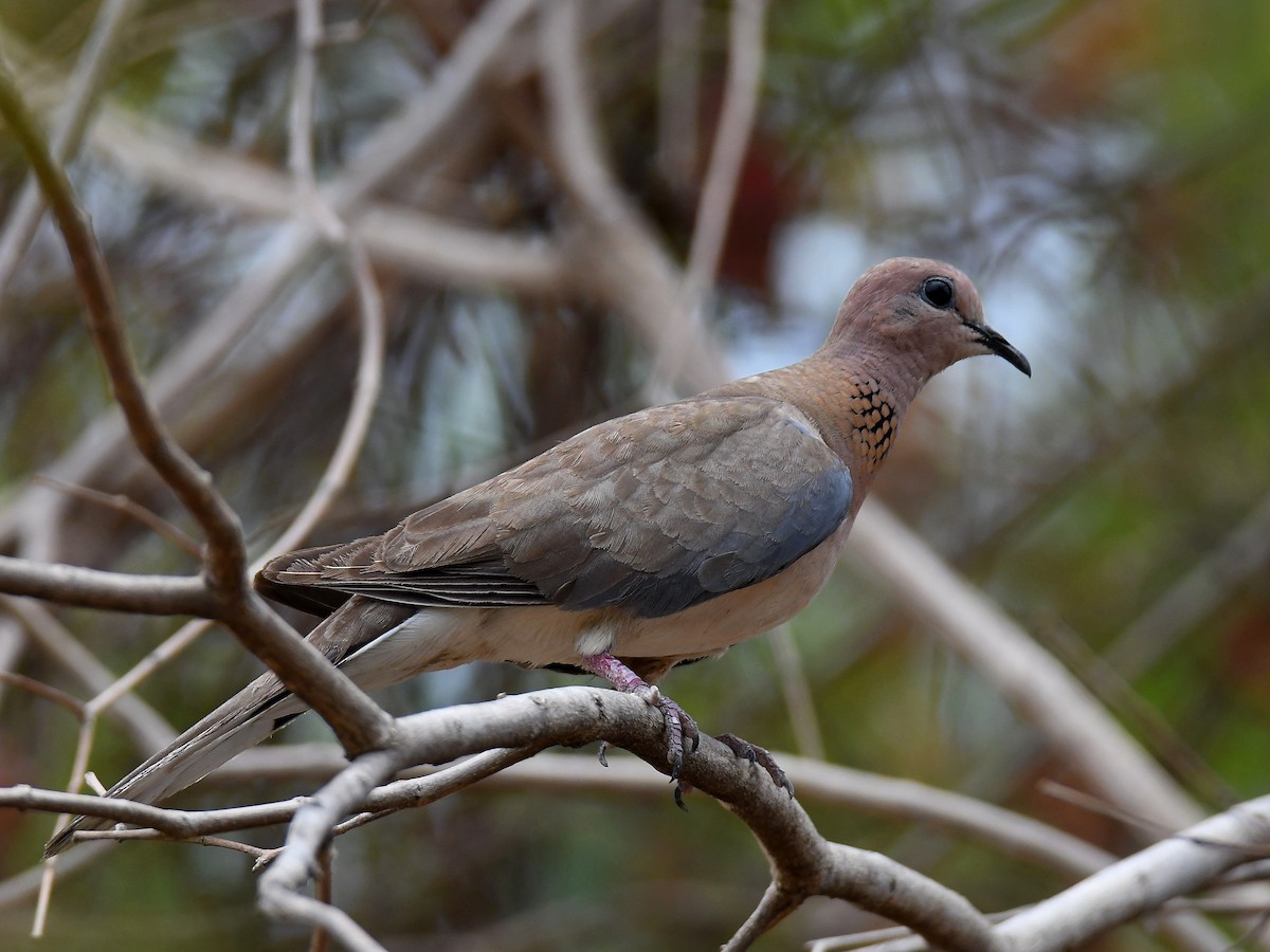 Laughing Dove - ML618862713