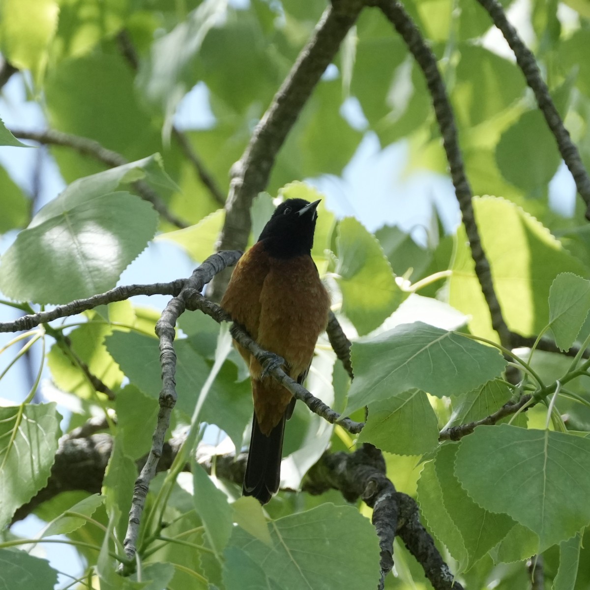 Orchard Oriole - ML618862722