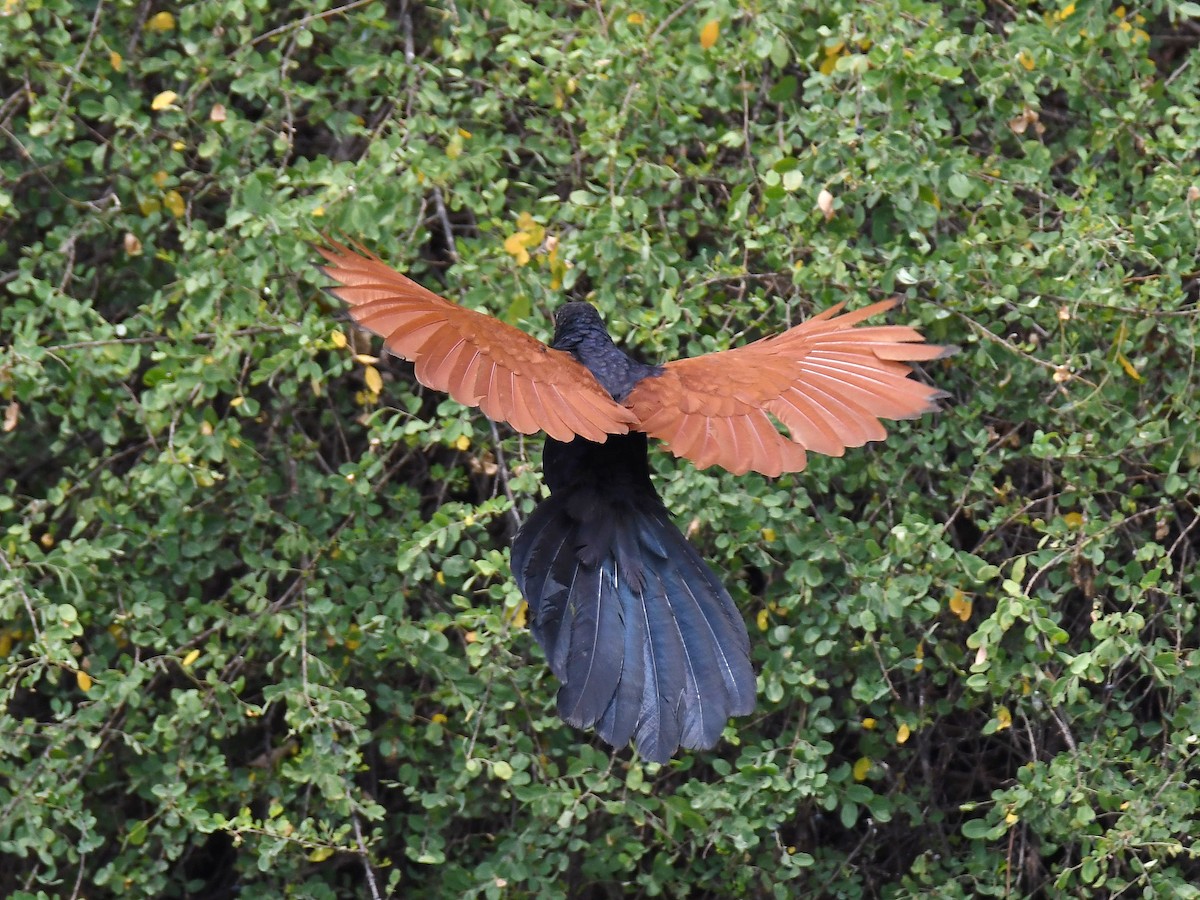Greater Coucal - ML618862727