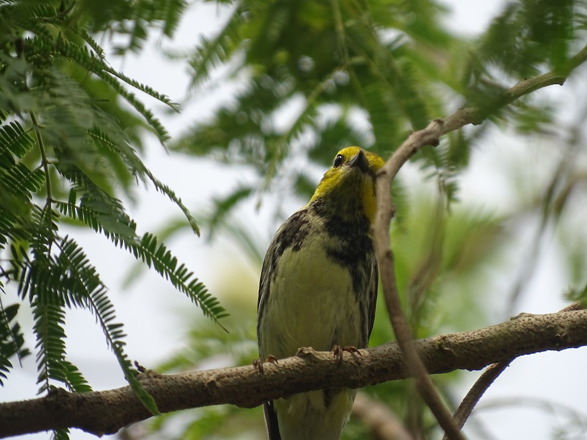 Black-throated Green Warbler - Baylor Cashen