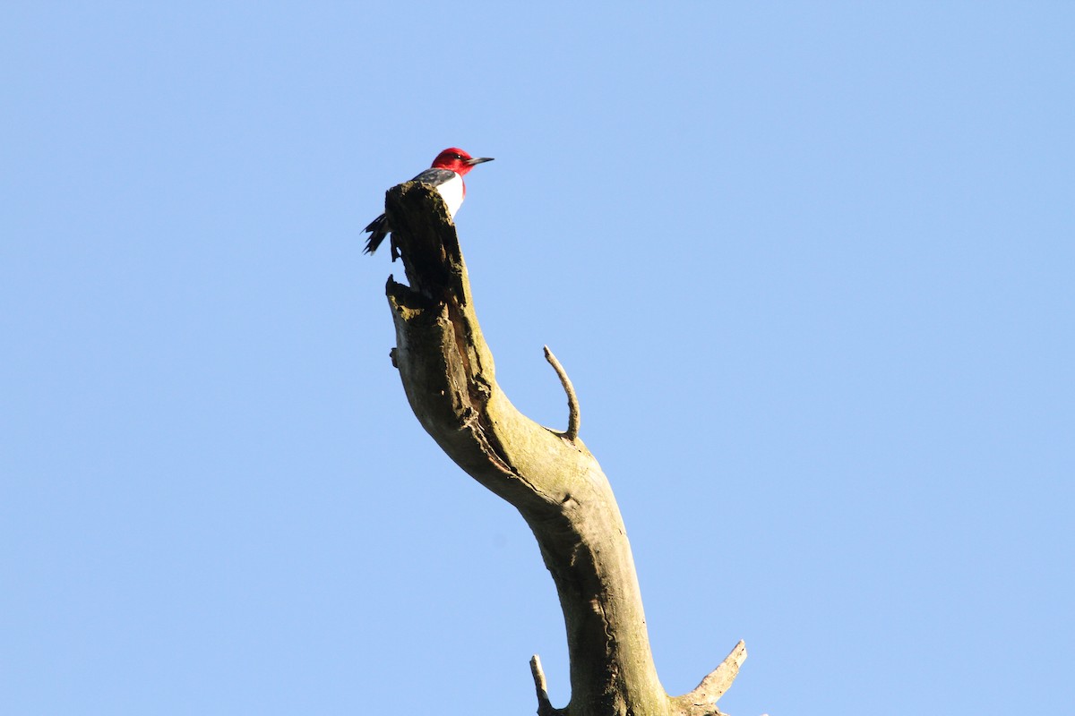 Red-headed Woodpecker - ML618862759