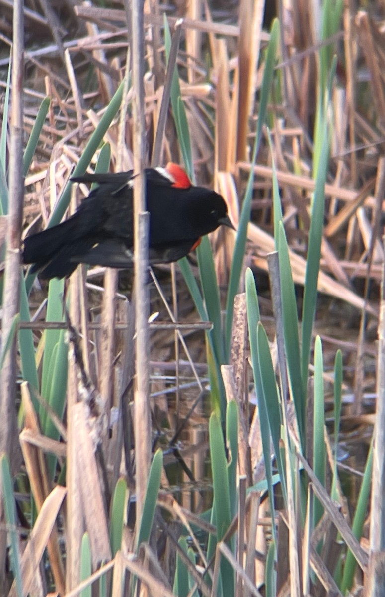 Red-winged Blackbird - Christopher Cloutier