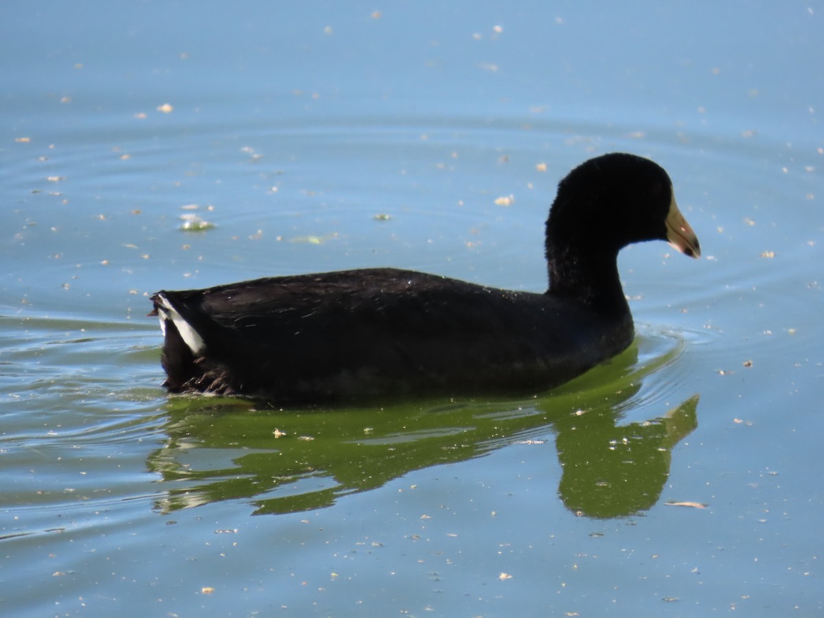 American Coot - Laura Hasty