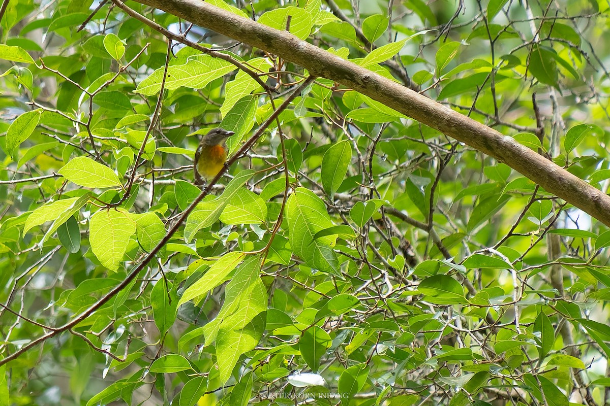 Scarlet-breasted Flowerpecker - ML618862809