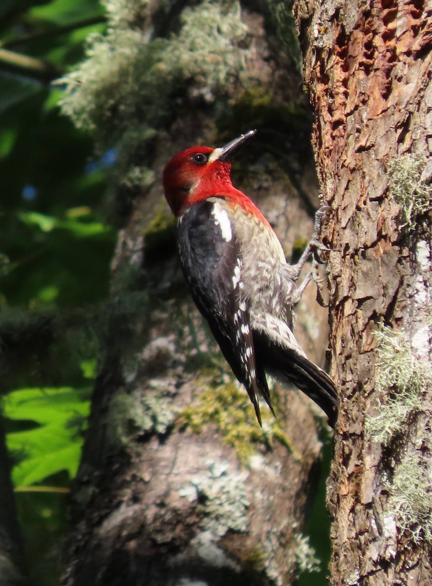 Red-breasted Sapsucker - ML618862813