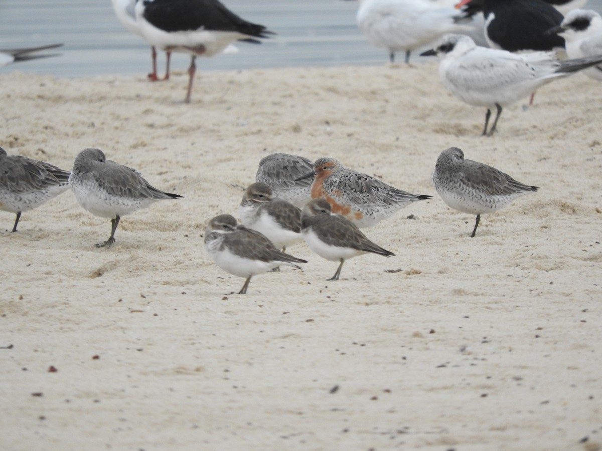 Red Knot - ML618862820