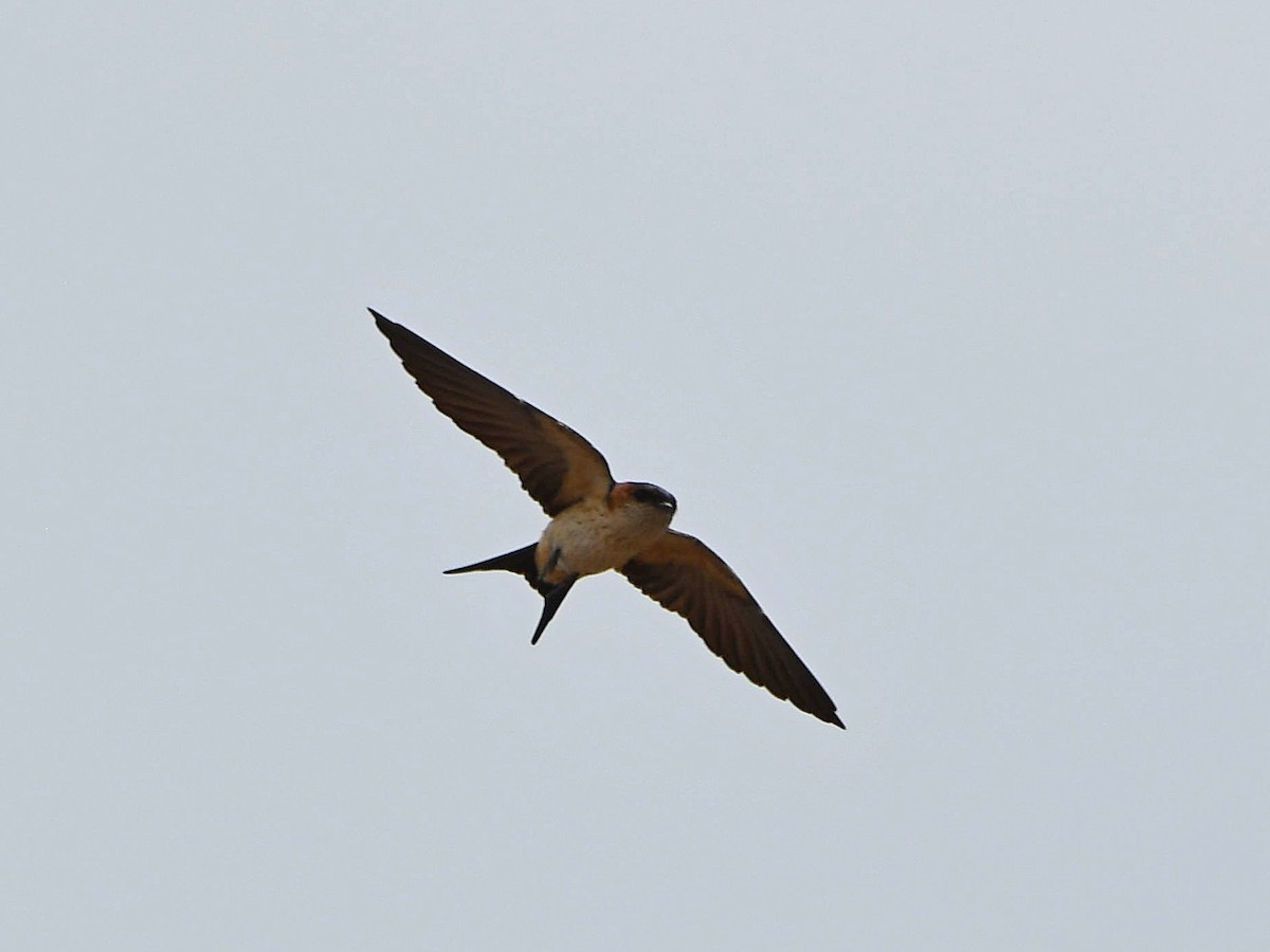 Red-rumped Swallow - ML618862850