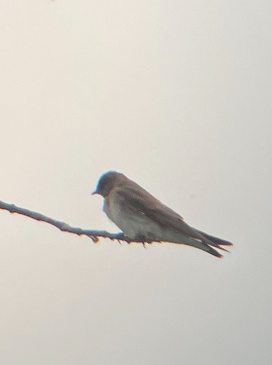 Northern Rough-winged Swallow - ML618862888