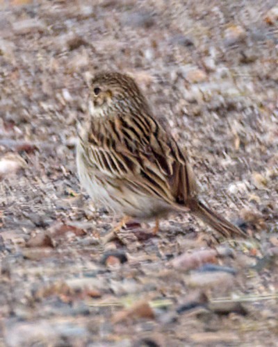 Savannah Sparrow - ML618862907