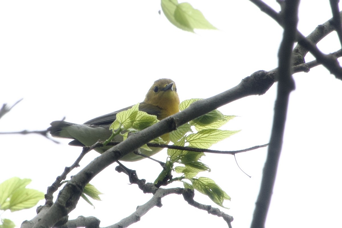 Prothonotary Warbler - ML618862911