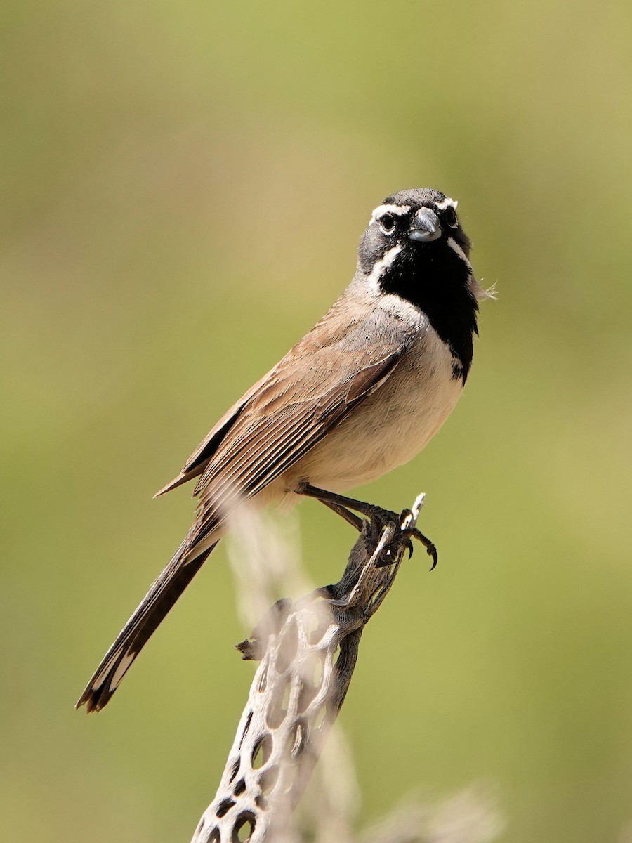 Black-throated Sparrow - ML618862919