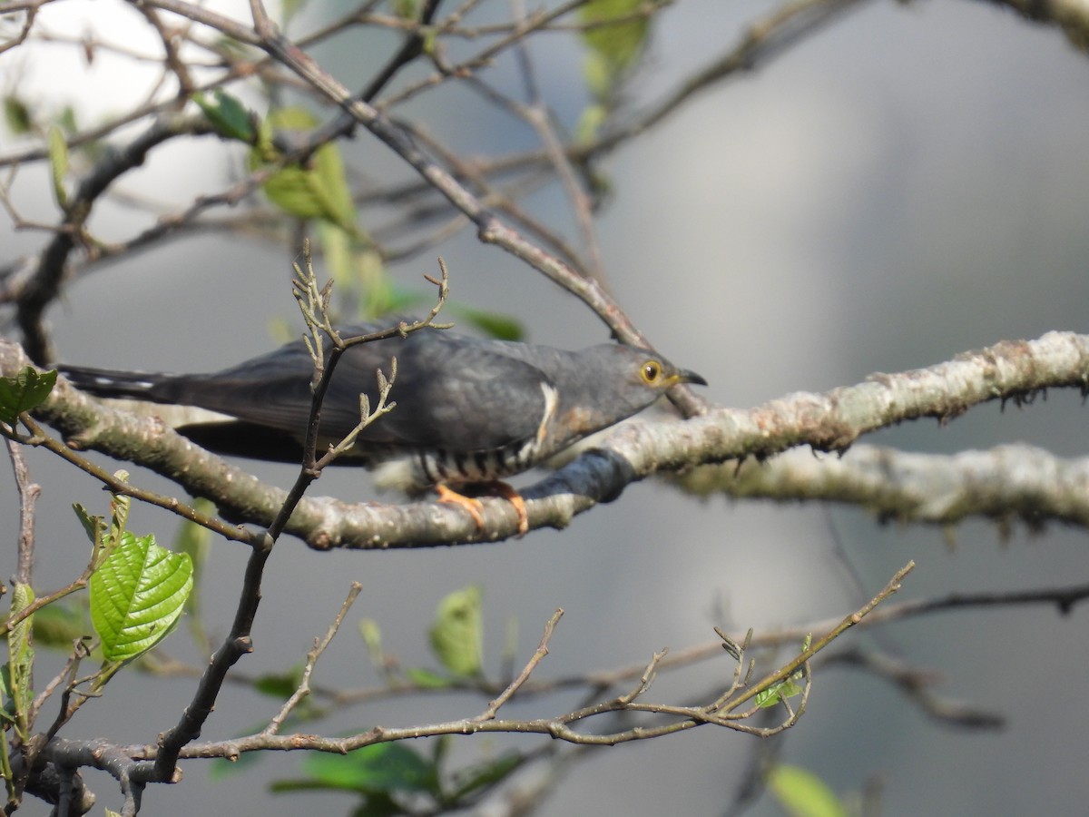 Lesser Cuckoo - Aparajita Datta