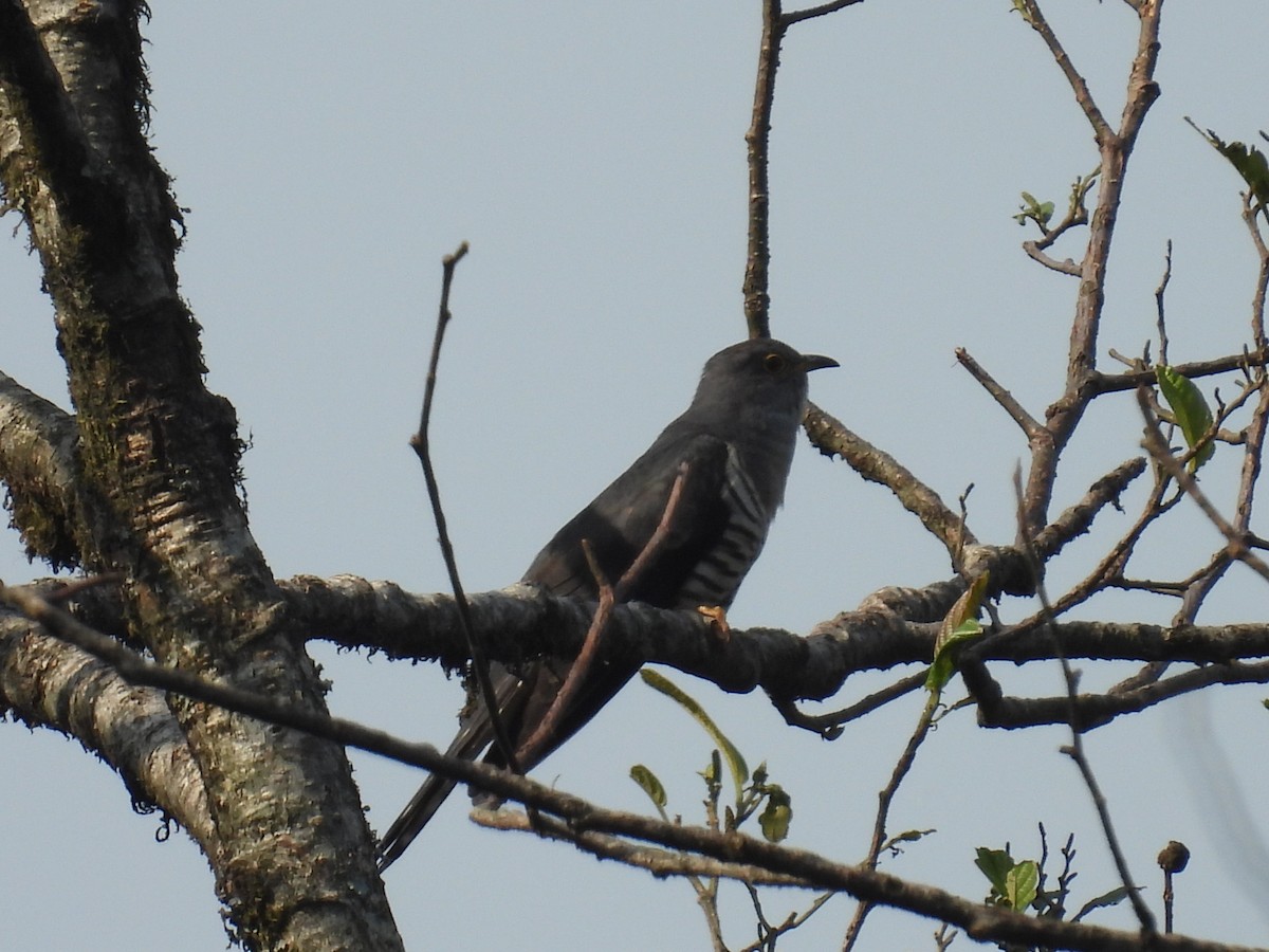 Lesser Cuckoo - Aparajita Datta