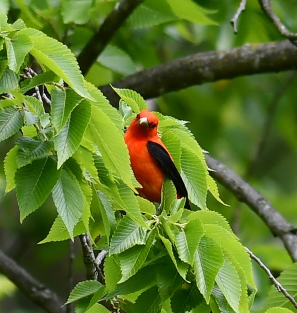 Scarlet Tanager - ML618862979