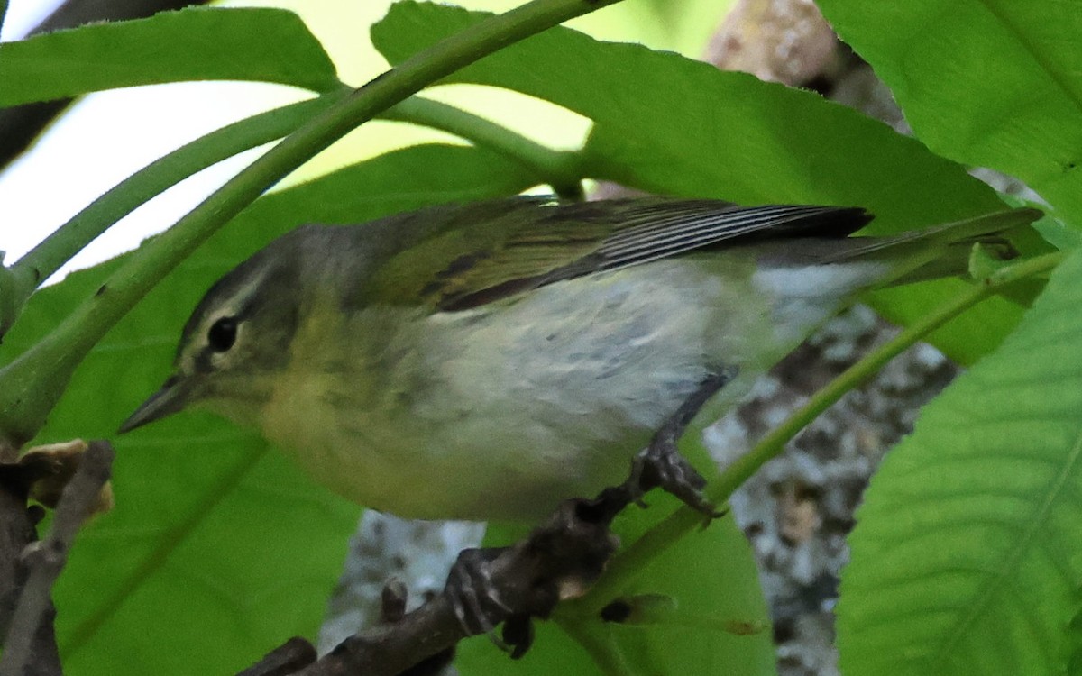 Tennessee Warbler - Kenneth  Thompson