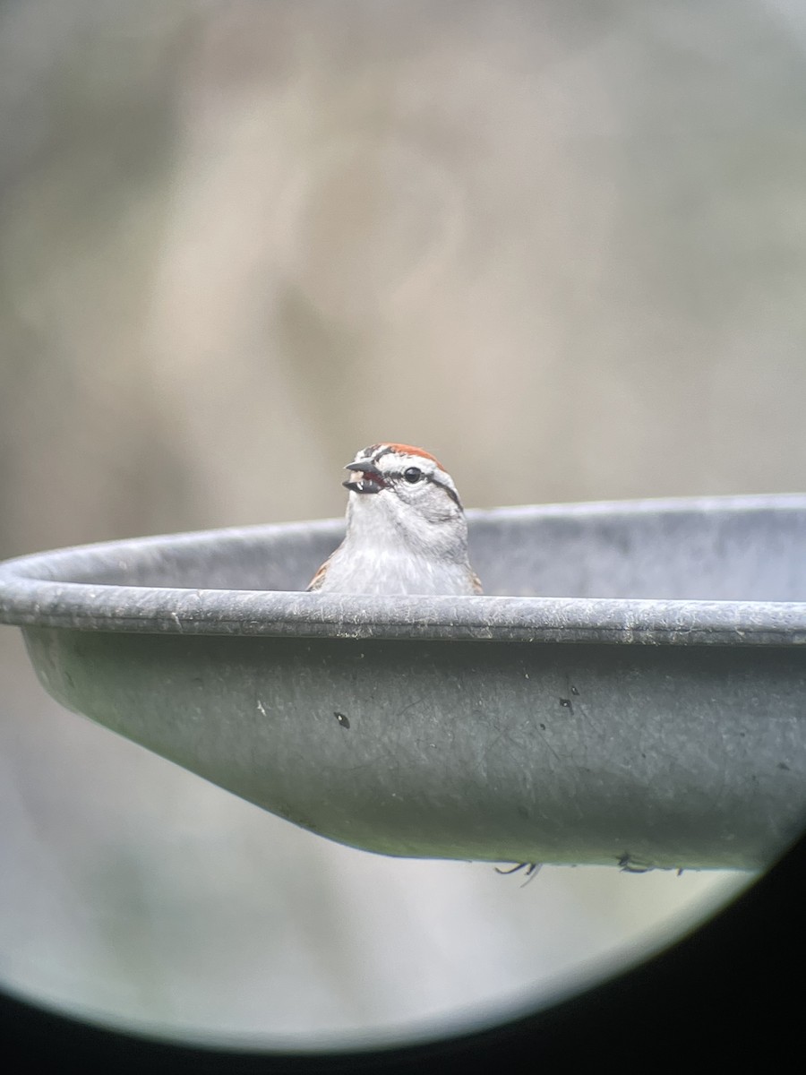 Chipping Sparrow - Christopher Cloutier