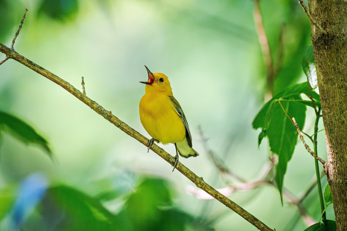 Prothonotary Warbler - ML618863000