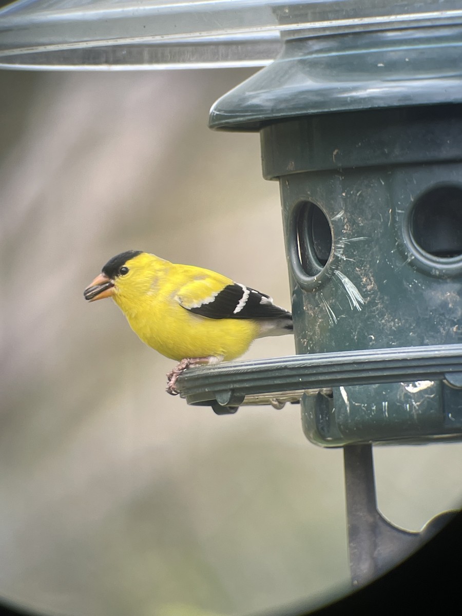 American Goldfinch - Christopher Cloutier