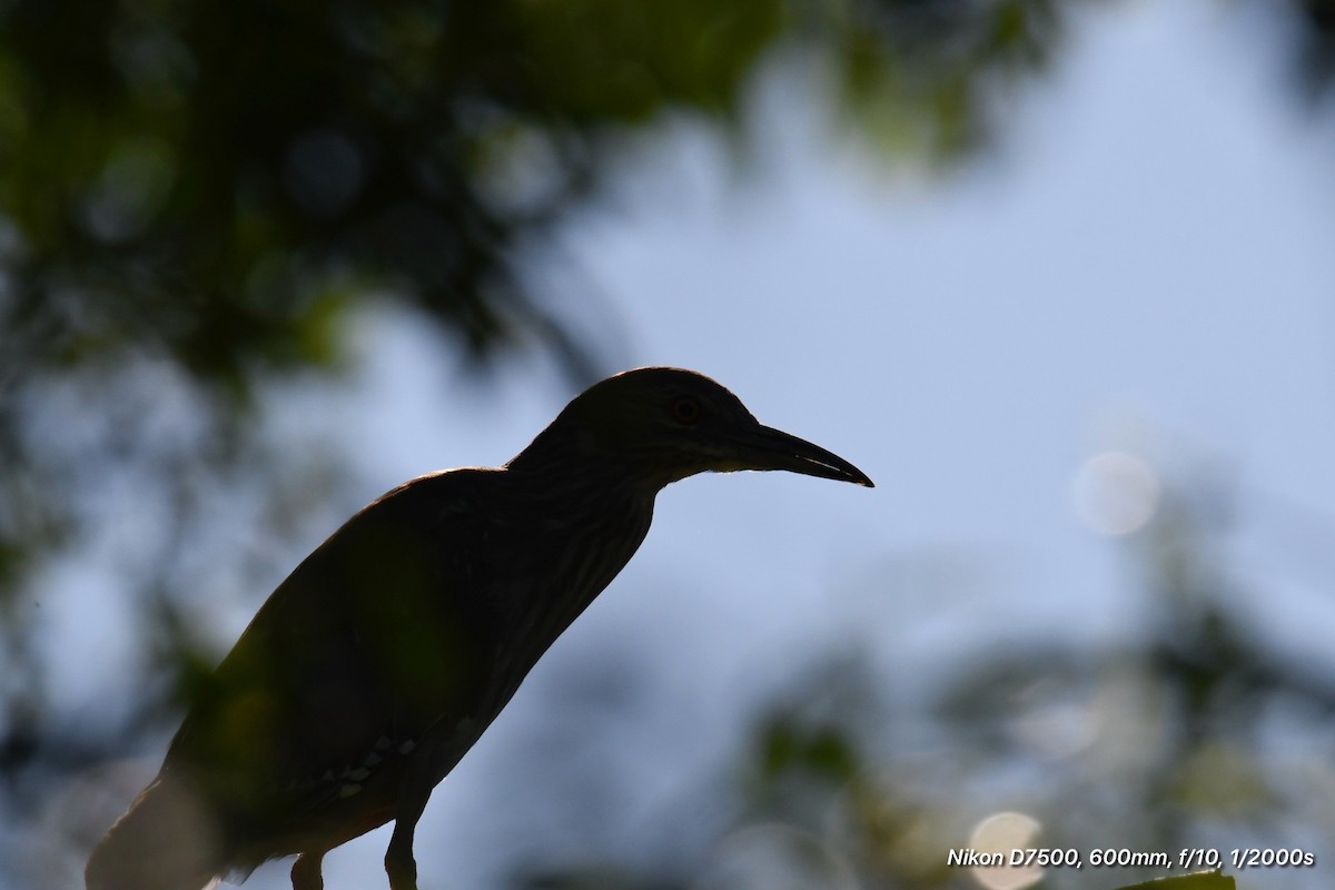 Black-crowned Night Heron - Tod Pohlmann