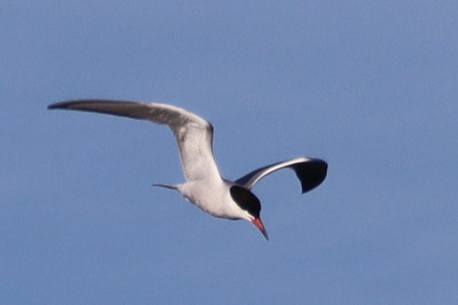 Common Tern - Sarah Boudreau